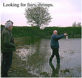 Jim looking for Fairy Shrimps in one of the pingo ponds.  Being translucent as their name suggests they are difficult to see.